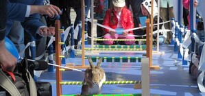 В Харькове впервые в Украине прошли кроличьи бега