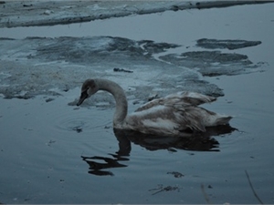 На Оболонской набережной спасли лебедя. Фото: Ника Чухрай,vk.com