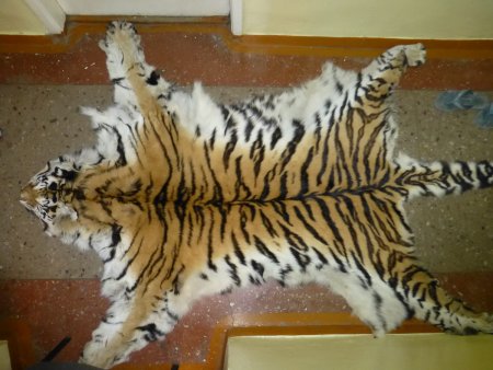 Шкура мертвого тигра считается экзотикой. Фото: comments.vladivostok.ru