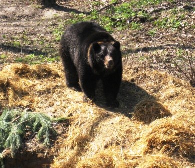 Медведи вышли из спячки. Фото: Фейсбук киевского зоопарка