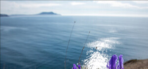 Цветение диких ирисов на морских просторах Нового Света