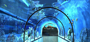 В Кирилловке откроют огромный океанариум