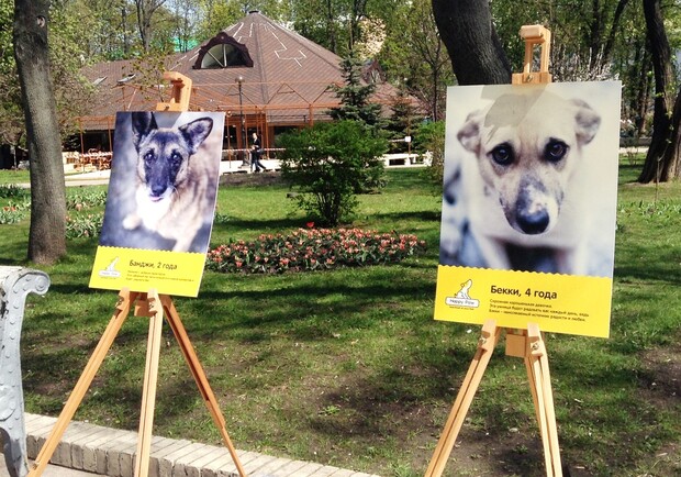 Новость - События - В парке Шевченко ищут хозяев для бездомных щенят