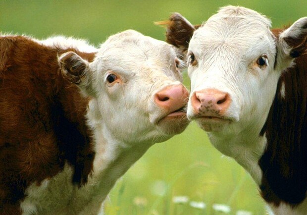 Новость - Общество - С начала года поголовье крупного рогатого скота возросло на 3,4%