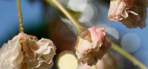 В Киеве расцвела сакура