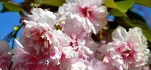 В парке Киото цветут сакуры