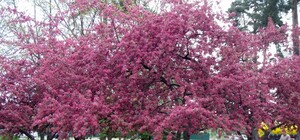 В парке Киото, рядом с сакурами, разрешат припарковаться мотоциклу и вертолету