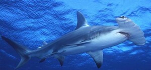 В киевский ТРЦ уже привезли другую акулу