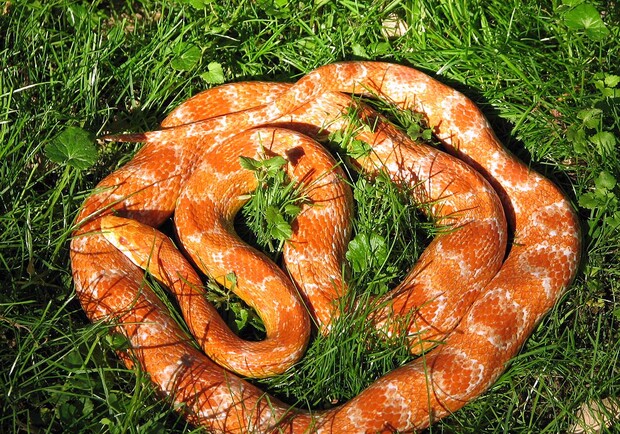 Стоимость змеи - около двух тысяч долларов. Фото: www.mccarthyboas.com 