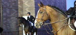 Фоторепортаж со скачек: как под Киевом соревновались лучшие скакуны