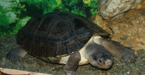 1 июня в Крыму можно будет бесплатно попасть в крокодиляриум, аквариум и парк миниатюр