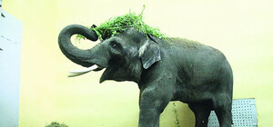 Для слона в киевском зоопарке устроят квест