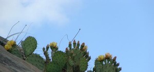 Крымская Мексика: на ЮБК зацвели кактусы