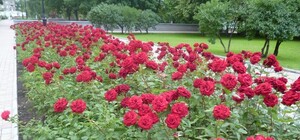 Донецк оккупировали нежные красавицы: капризные, бархатные и пахучие