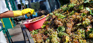 Почему настоящее крымское вино 