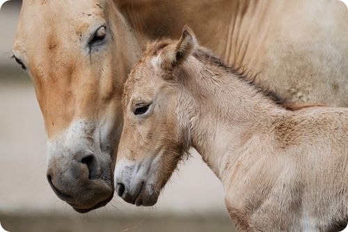 Жеребенку всего 2 дня.
Фото: zoopicture.ru 