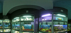 Аквариум Севастополя - единственный, где живут черноморские рыбы