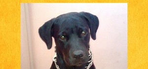 Ищут хозяев: возле парка Партизанской славы нашли годовалого ротвейлера