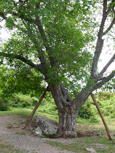 На лечение дерева нужно 4 тысячи гривен. Фото с сайта: http://zoo.kiev.ua/