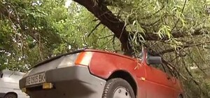 В Индустриальном район дерево упало на автомобиль