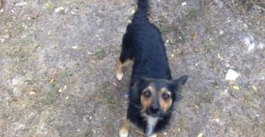 Мэр Симферополя пообещал построить приют для бездомных животных