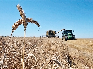 Новость - Общество - Присяжнюк: В этом году урожайность озимой пшеницы увеличилась на 20%