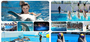 Дельфинарии Крыма: сколько стоит поплавать с  дельфином и посмотреть на морских котиков