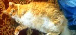 Ищем няшу Нюшу: на Оболони потерялась рыжая красавица-кошка
