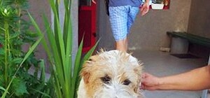 Найденыш ищет дом: Недалеко от Ипподрома нашлась собака