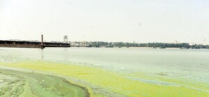 Днепровская вода покрылась зеленой 