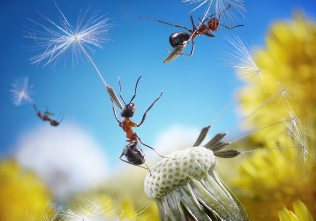 В Киевском зоопарке поселились огромные муравьи. Фото: fotokanal.com