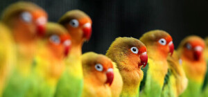 Пестрые и голосистые: в Доме Природы пройдет выставка экзотических птиц