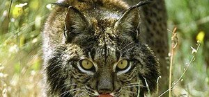 Ученые: в Харьковской области орудует не чупакабра, а рысь