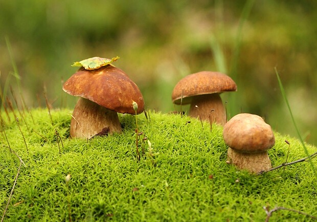 Киевлян зовут на экскурсию в лес  за грибами Фото: usiter.com