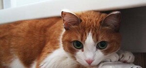 В киевских квартирах отопление могут включить раньше срока