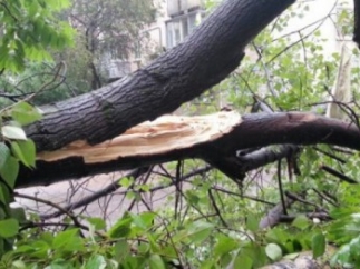 В центре дерево упало на два автомобиляФото: 048.ua