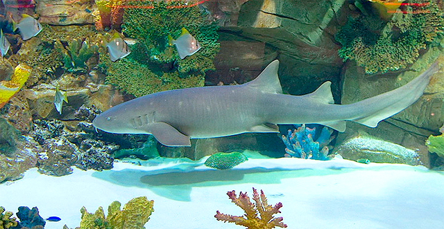 В "Океан Плазе" снова проблемы с акулой. Фото: profi-forex.org