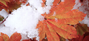 Синоптики обещают похолодание и мокрый снег