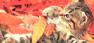 Октябрь в Донецке начнется с зимы и продолжится бабьим летом