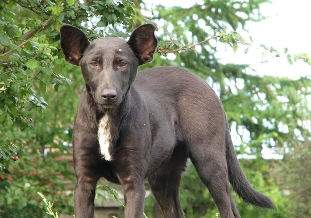 Собака, похожая на Путина, теперь продается. Фото: yaplakal.com