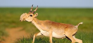 На Тарханкуте выпусти на волю десяток сайгаков