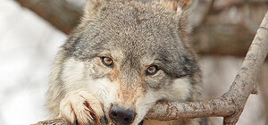 Жители Крыма страдают от нашествия огромных волков