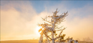 Причуды крымской осени: крейзи-елки в горах и первый снег