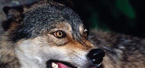 Крымчане отбиваются от голодных волков петардами