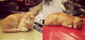 О чем пишут в соцсетях: прожорливая невеста, наш ответ Симачеву и кот-мажор