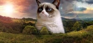 На колбасном фестивале кошки из приюта отказались есть колбасу