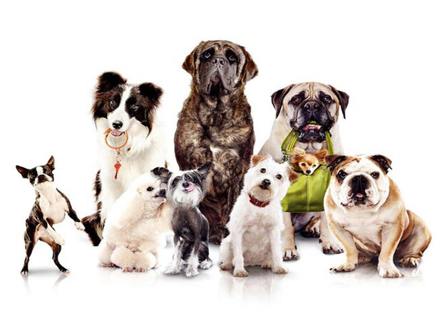 Пережив несколько недель разлуки, собаки могут запамятовать, кто их хозяин. Фото с сайта: http://www.fotobank.ru