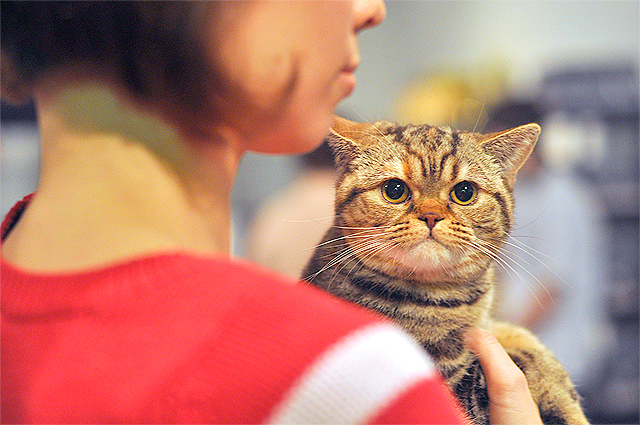 Новость - Досуг и еда - Киски на любой вкус: фоторепортаж с выставки котов в Украинском доме