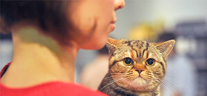 Киски на любой вкус: фоторепортаж с выставки котов в Украинском доме