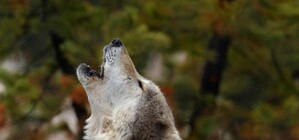 Волки добрались до Тарханкута